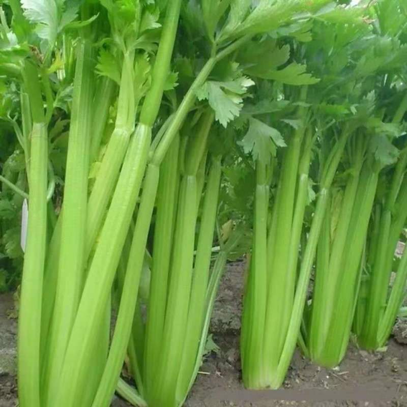 【精品】河北西芹芹菜新鲜上市基地直销质优价廉量大从优