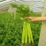 【精品】河北西芹芹菜新鲜上市基地直销质优价廉量大从优