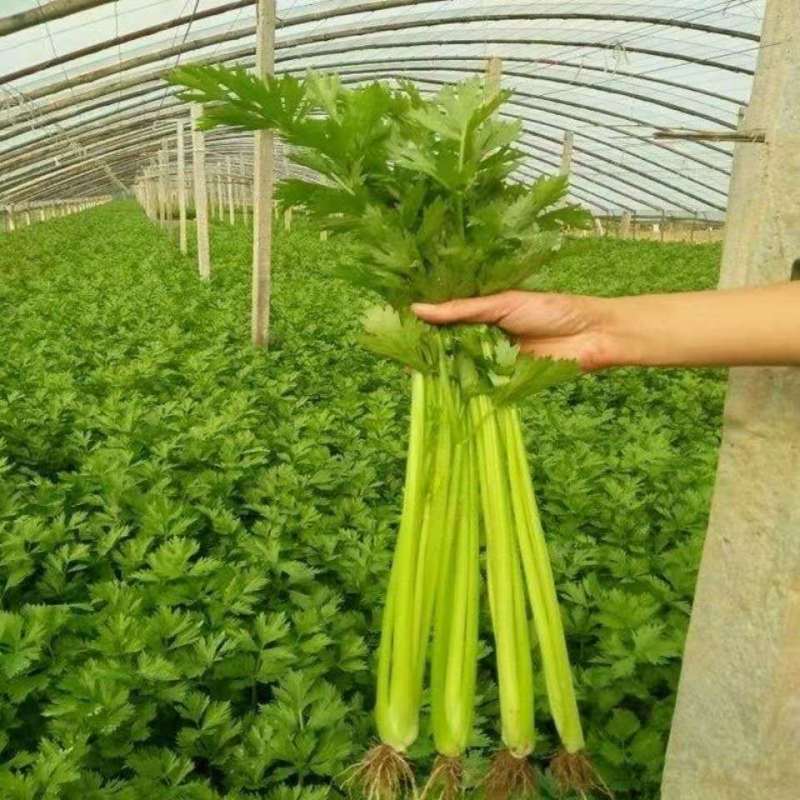 【精品】河北西芹芹菜新鲜上市基地直销质优价廉量大从优