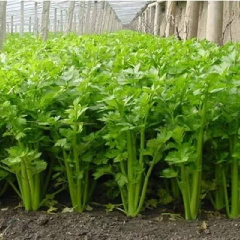 【精品】河北西芹芹菜新鲜上市基地直销质优价廉量大从优