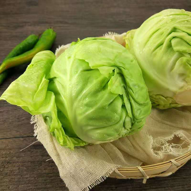 精品河北甘蓝全国发货基地直销货源充足可视频看货量大从优