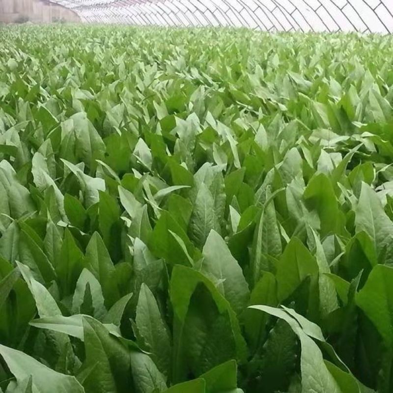 【热销】河北油麦菜全国供应产地直销质优价廉提供便宜回程车