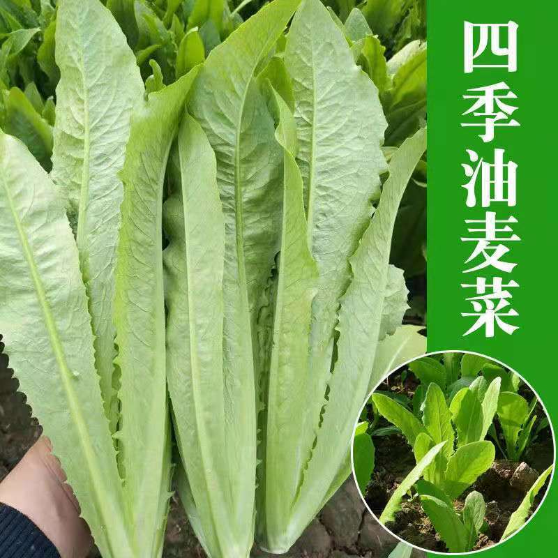 【热销】河北油麦菜全国供应产地直销质优价廉提供便宜回程车