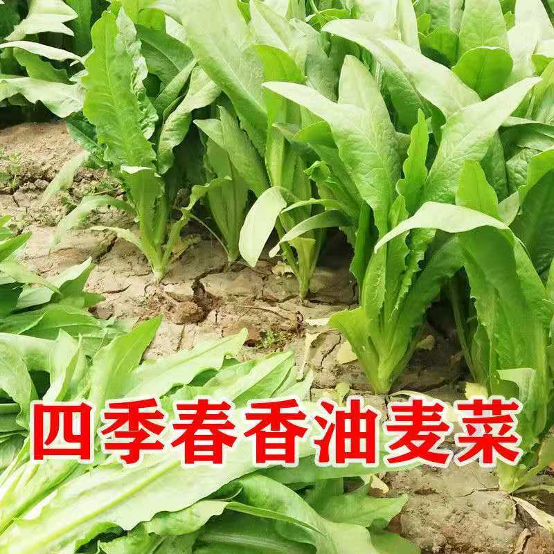 【热销】河北油麦菜全国供应产地直销质优价廉提供便宜回程车