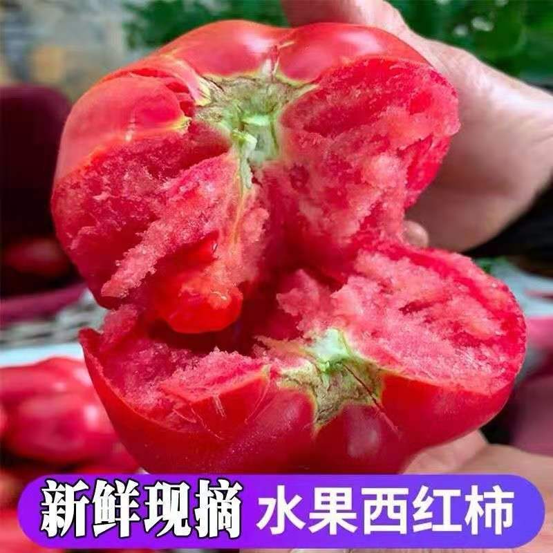 精品河北西红柿全国发货基地直销货源充足可视频看货量大从优