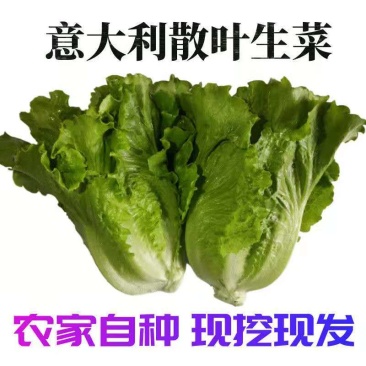 精品散叶生菜全国发货基地直销货源充足可视频看货量大从优