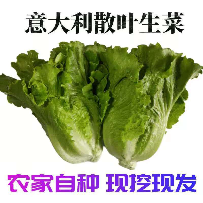 精品散叶生菜全国发货基地直销货源充足可视频看货量大从优