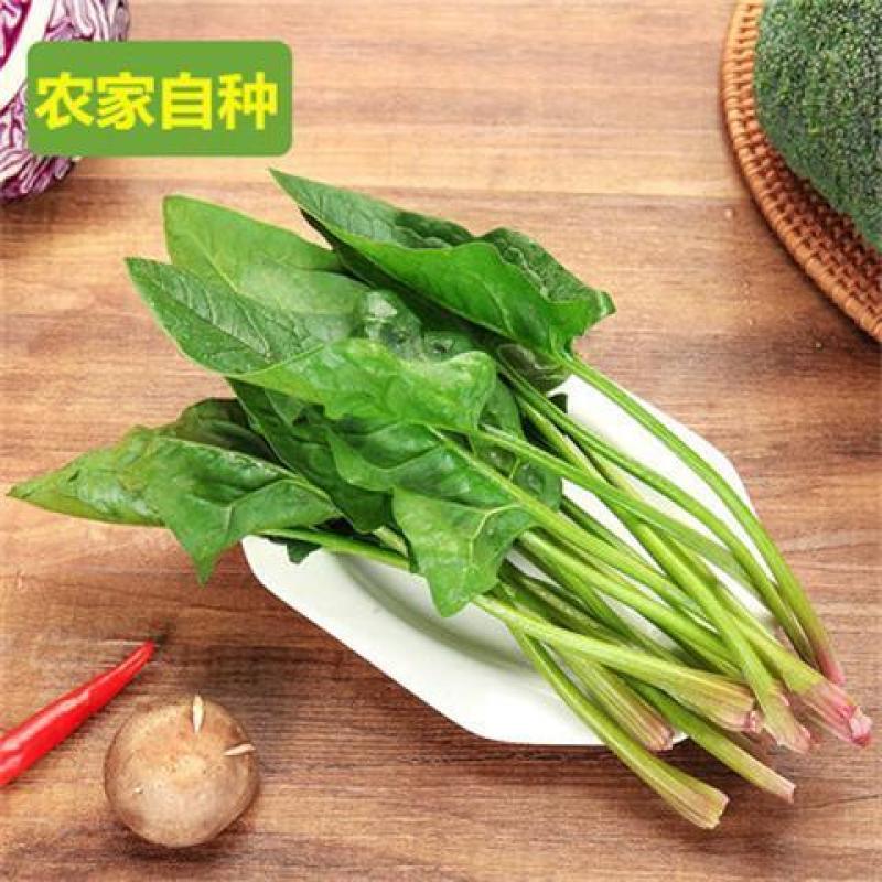精品河北菠菜全国发货基地直销货源充足可视频看货量大从优