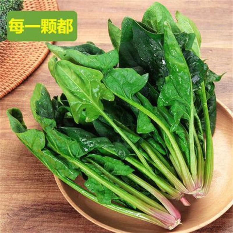 精品河北菠菜全国发货基地直销货源充足可视频看货量大从优