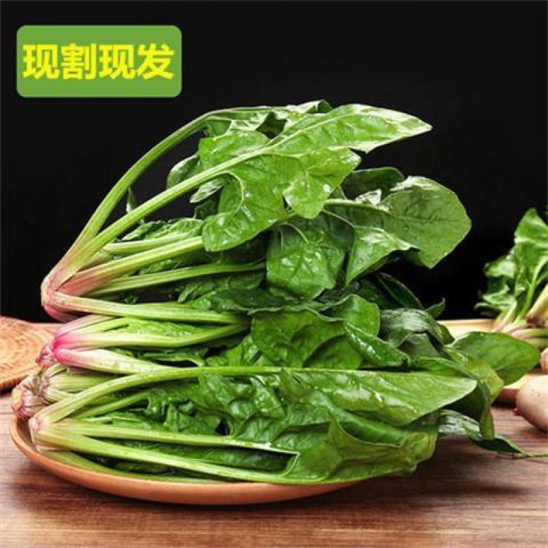 精品河北菠菜全国发货基地直销货源充足可视频看货量大从优