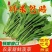 精品河北菠菜全国发货基地直销货源充足可视频看货量大从优