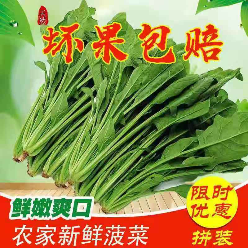 精品河北菠菜全国发货基地直销货源充足可视频看货量大从优