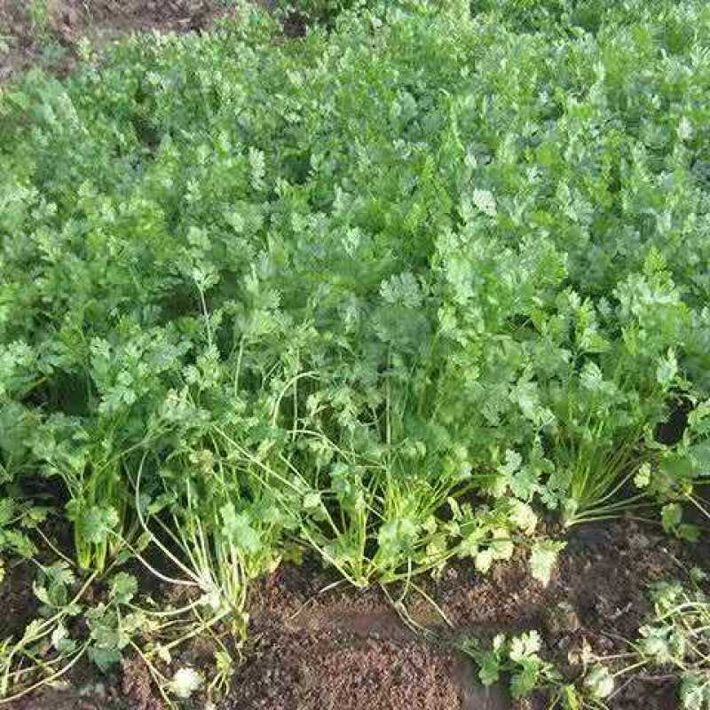 精品河北香菜全国发货基地直销货源充足可视频看货量大从优