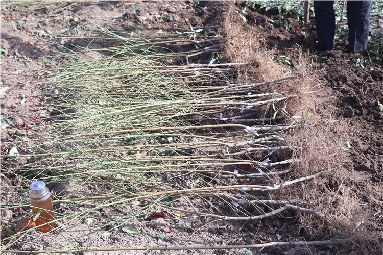 一处标准化新48油桃种植基地,展示地下滴灌系统的铺设细节,土壤剖面可见根系发达,地表覆盖有机 mulch,工作人员正在测量土壤湿度,背景中有标识牌注明‘N-P-K施肥记录’ 新48油桃滴灌与土壤管理现场图