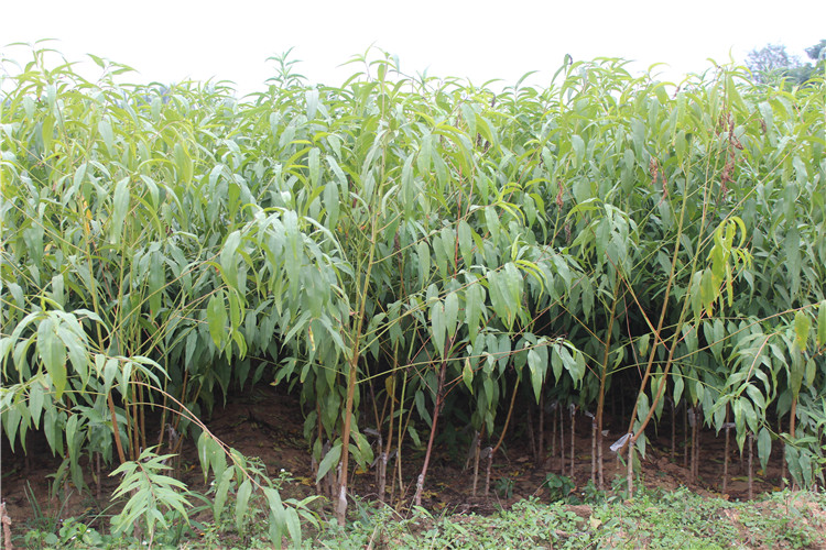 黄金蜜黄桃苗种植园全景