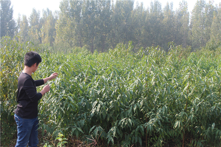 扁桃树开花与结果