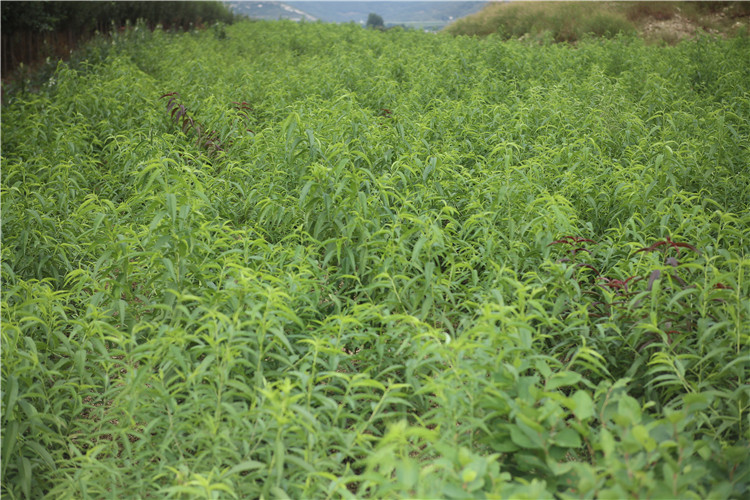 冬桃园土壤剖面与根系生长实景