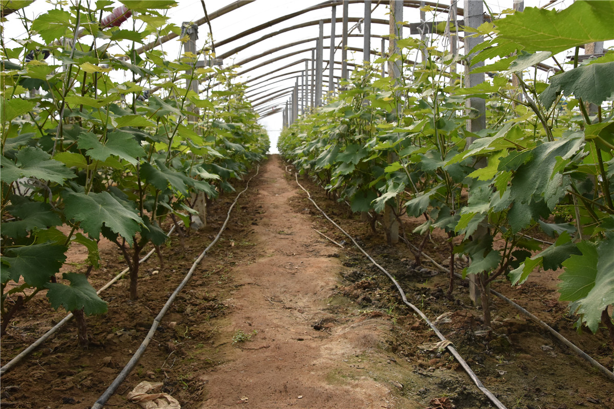 葡萄种苗基地秋季施肥场景