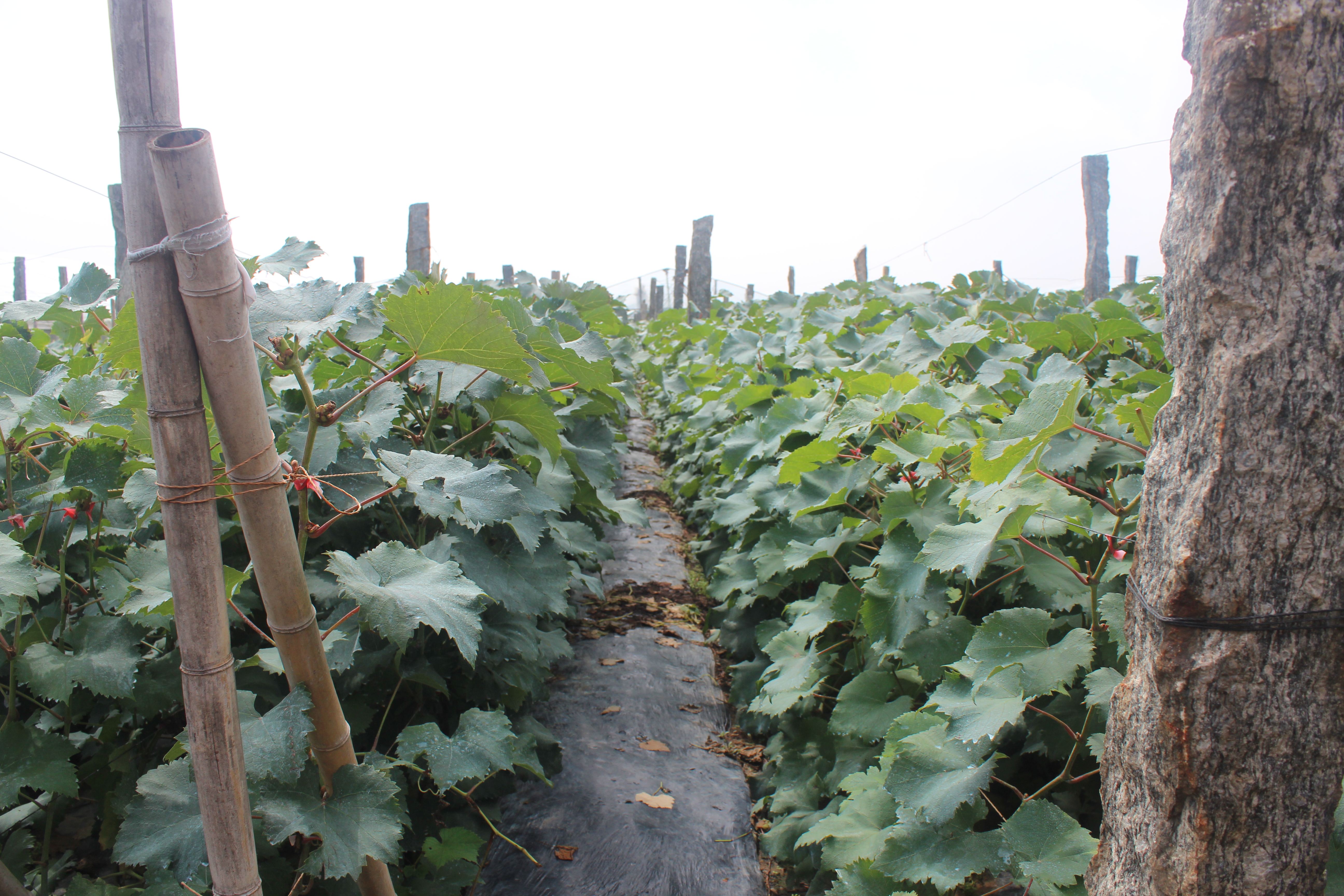 现代化葡萄种苗基地内,技术人员正在无菌环境中进行葡萄组培苗的接种操作,透明培养瓶中可见绿色嫩芽生长,工作台整洁有序,背景为整齐排列的培养架,体现高科技育苗流程 优质葡萄种苗培育场景