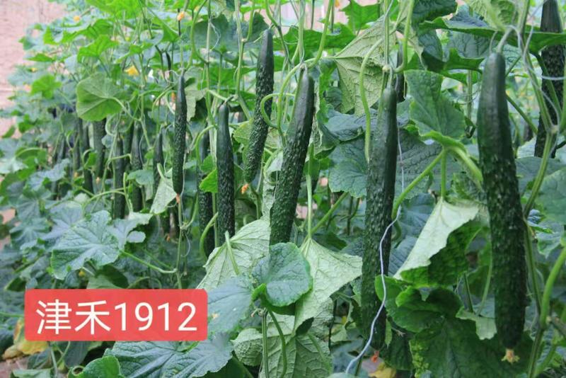 供应津禾1912黄瓜种子，抗病高产，连续带瓜能力强。