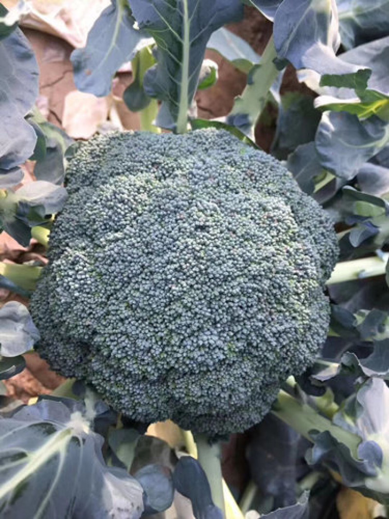 炎秀西兰花苗耐热西兰花苗山东寿光西兰花苗基地发货