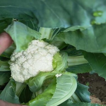 菜花苗早春越冬菜花苗青梗有机松花苗小米粒菜花苗批发