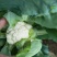 菜花苗早春越冬菜花苗青梗有机松花苗小米粒菜花苗批发
