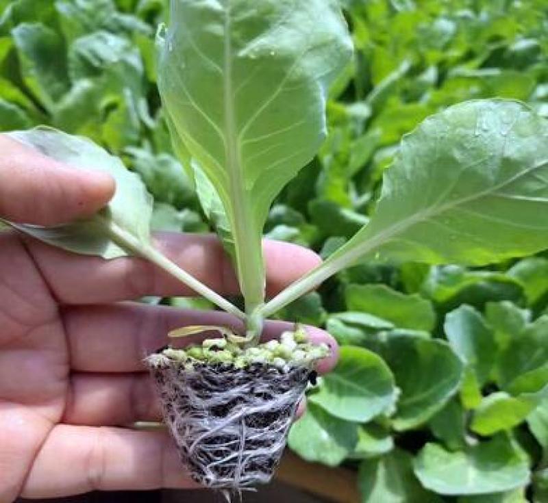 耐寒甘蓝苗早春越冬甘蓝苗包菜大头菜苗球形甘蓝种苗
