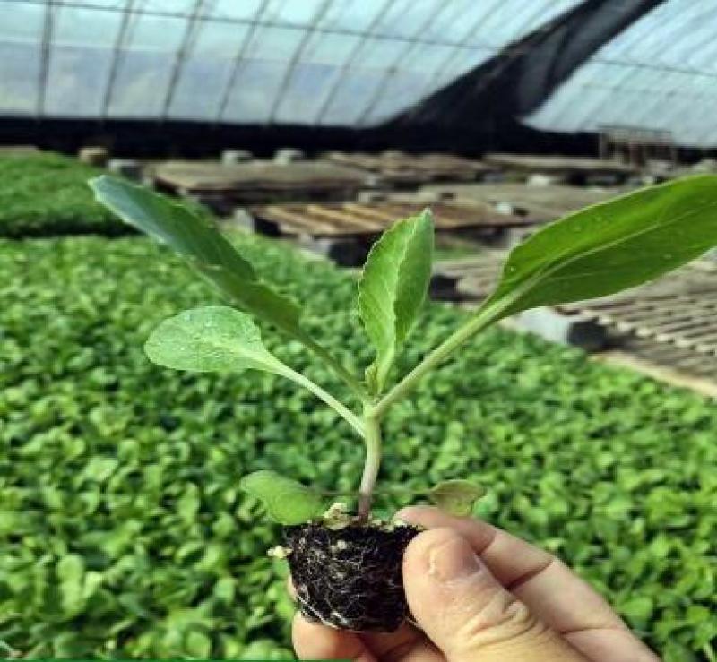 耐寒甘蓝苗早春越冬甘蓝苗包菜大头菜苗球形甘蓝种苗