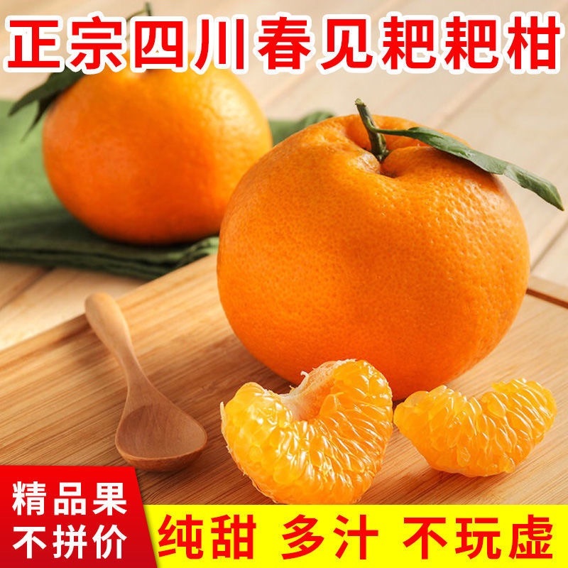 柑橘，精品四川春见耙耙柑纯甜化渣果园现摘现卖