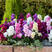 紫罗兰种子耐寒多年生阳台庭院园艺景观花海种植花卉种子