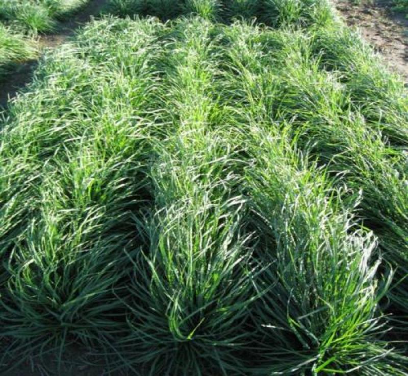 进口多年生牧草种子鸭茅草种子果园草种子耐旱猪牛羊牧草