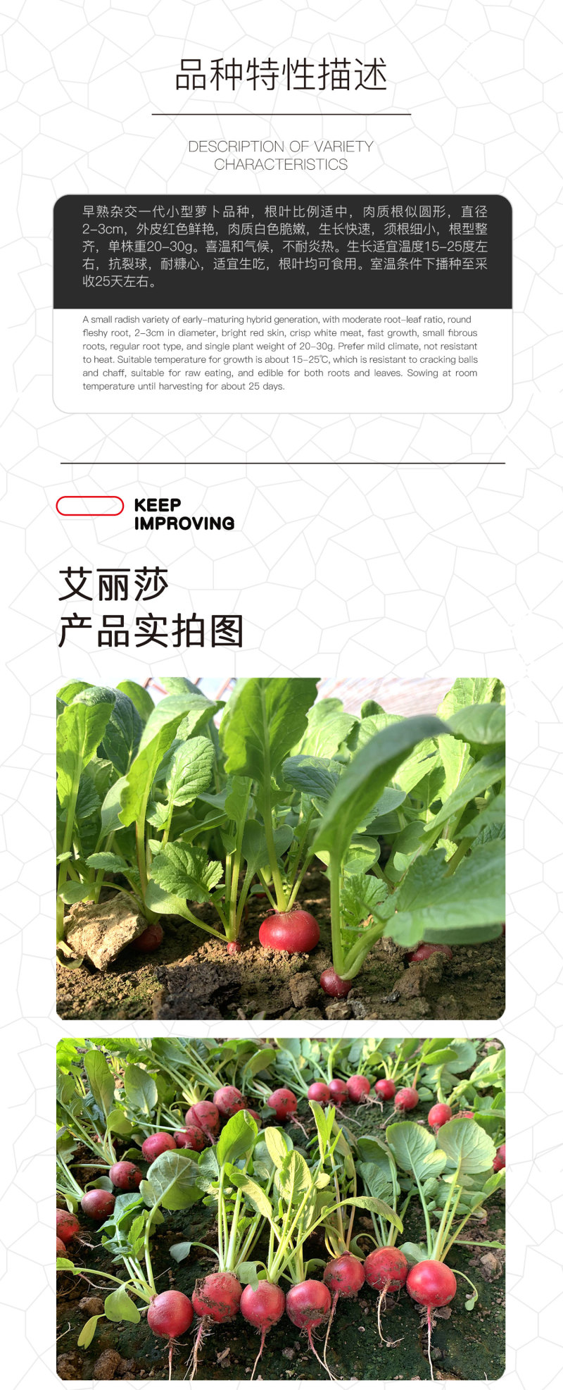 中科茂华蔬菜种子艾丽莎杂交樱桃萝卜种子口感甜脆易种植