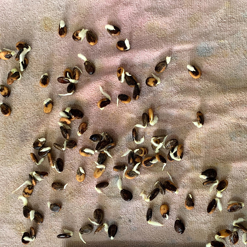 中科茂华懒汉甜王西瓜种子圆形甜红瓤薄皮