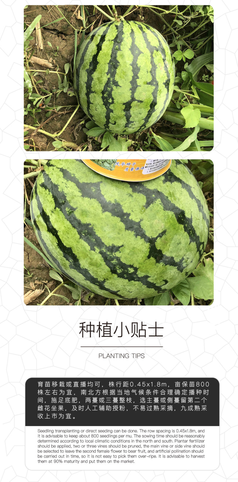 中科茂华懒汉甜王西瓜种子圆形甜红瓤薄皮