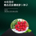 中科茂华蔬菜种子红珍珠樱桃萝卜种子甜脆爽口不康芯阳台盆