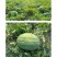 中科茂华瓜果蔬菜水果种子懒汉新希望西瓜种子大红瓤抗重茬