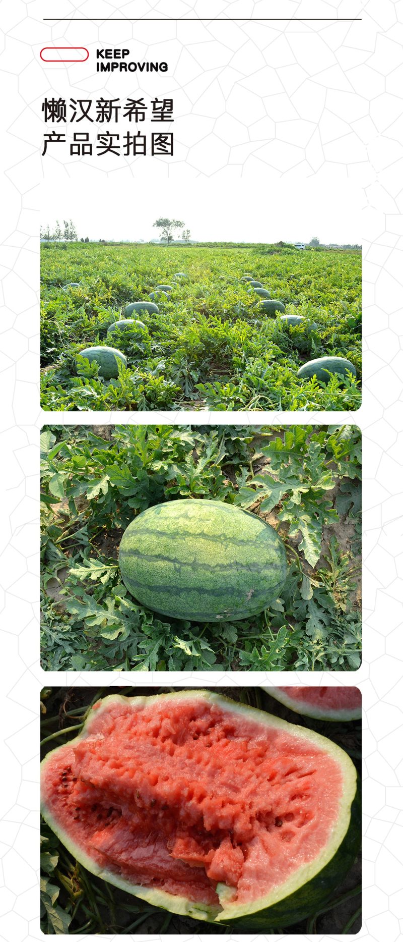 中科茂华瓜果蔬菜水果种子懒汉新希望西瓜种子大红瓤抗重茬