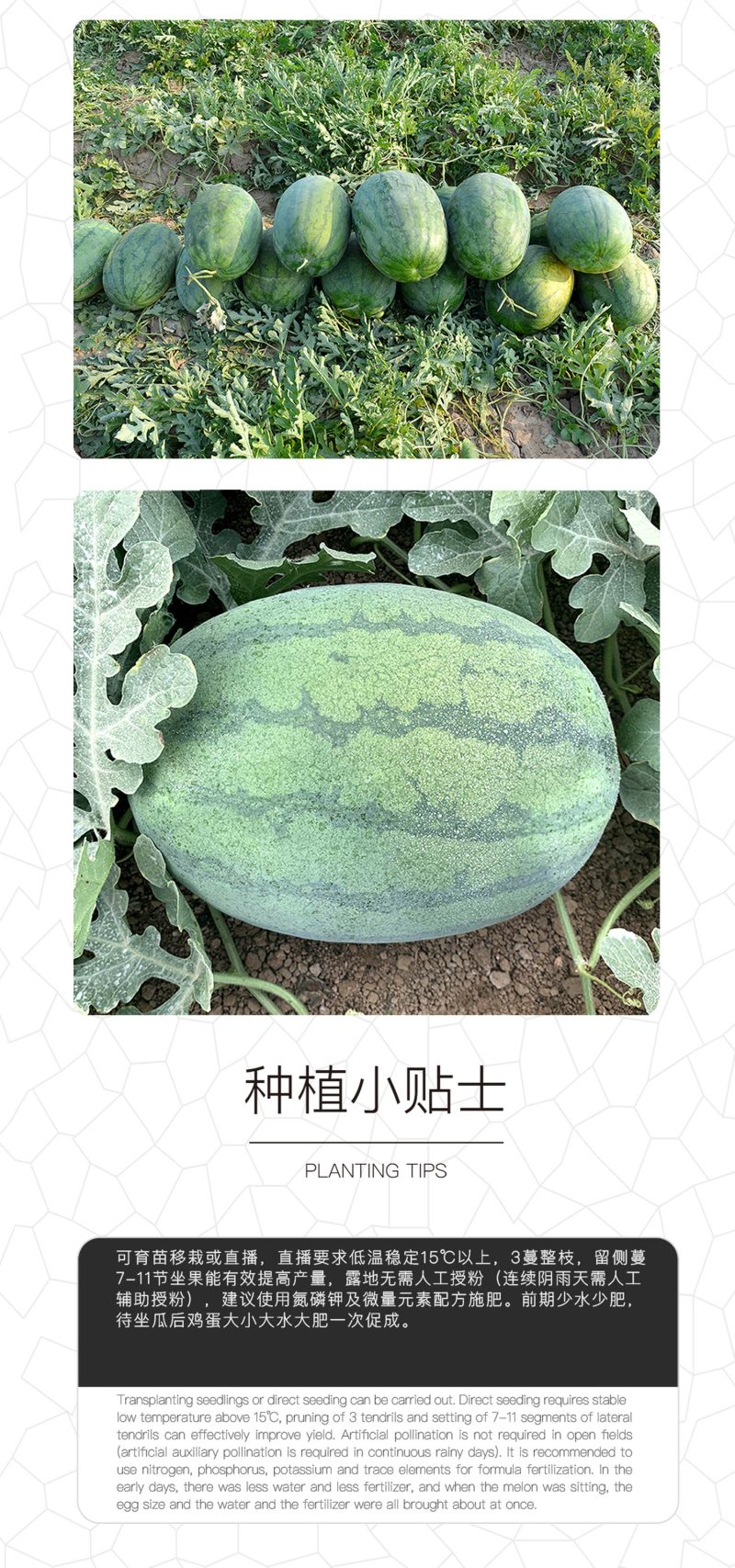 中科茂华瓜果蔬菜水果种子懒汉新希望西瓜种子大红瓤抗重茬