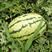 中科茂华西瓜种子正宗西农八号大果型红壤易管理