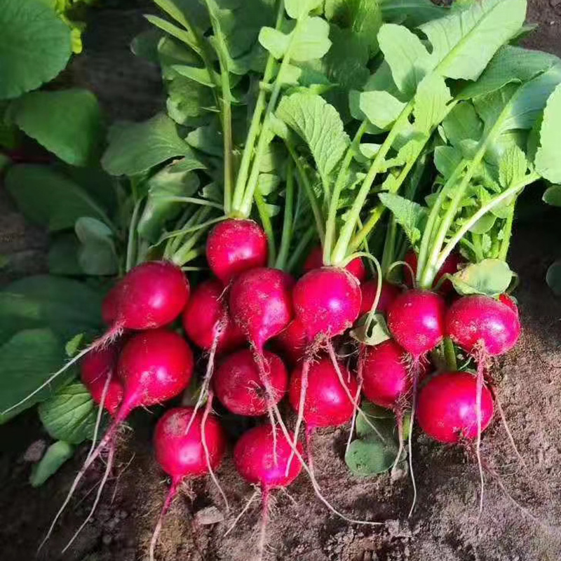 中科茂华蔬菜种子中科红焰杂交樱桃萝卜种子口感甜脆易种植