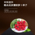 中科茂华蔬菜种子中科红焰杂交樱桃萝卜种子口感甜脆易种植