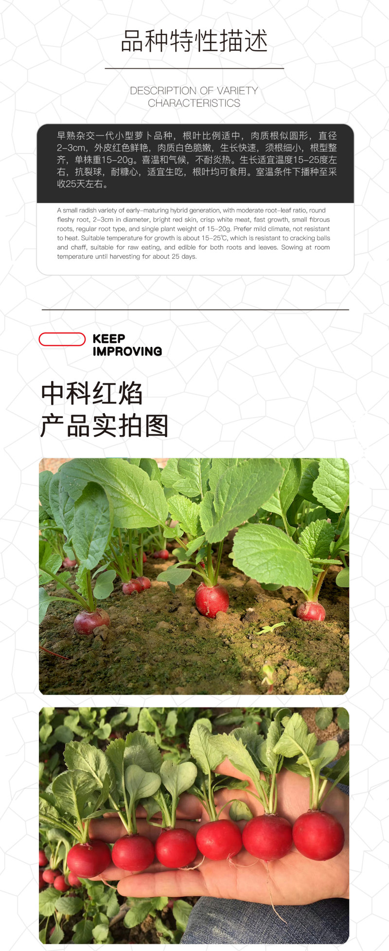 中科茂华蔬菜种子中科红焰杂交樱桃萝卜种子口感甜脆易种植