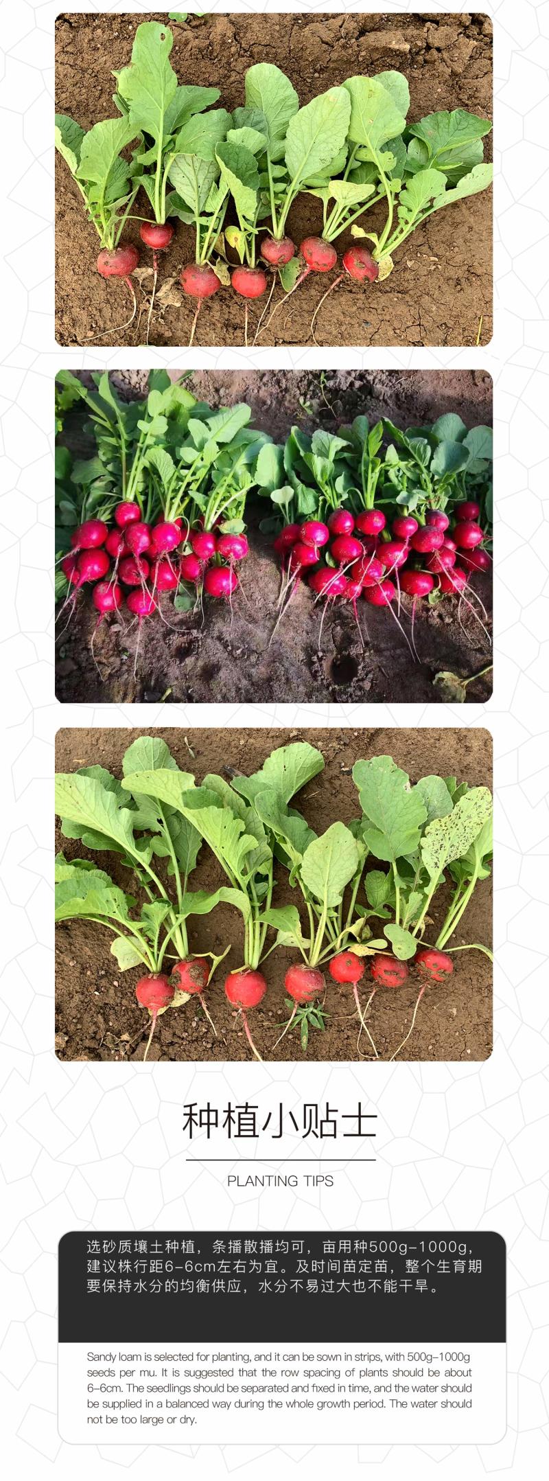 中科茂华蔬菜种子中科红焰杂交樱桃萝卜种子口感甜脆易种植