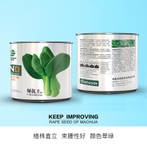 中科茂华蔬菜种子绿抗王杂交青梗菜种子颜色翠绿叶柄宽厚
