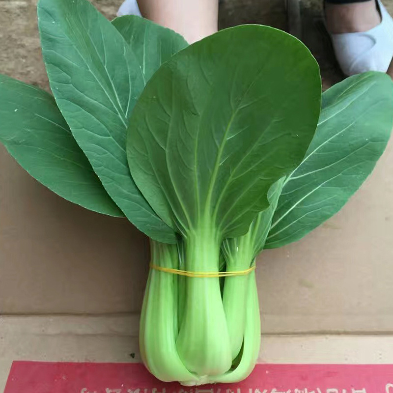 中科茂华蔬菜种子绿抗王杂交青梗菜种子颜色翠绿叶柄宽厚