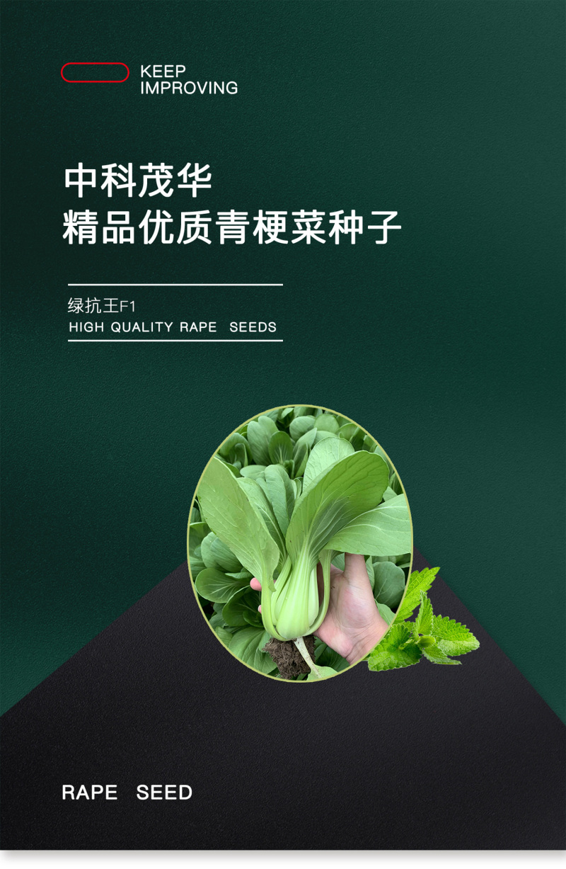 中科茂华蔬菜种子绿抗王杂交青梗菜种子颜色翠绿叶柄宽厚