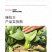 中科茂华蔬菜种子绿抗王杂交青梗菜种子颜色翠绿叶柄宽厚