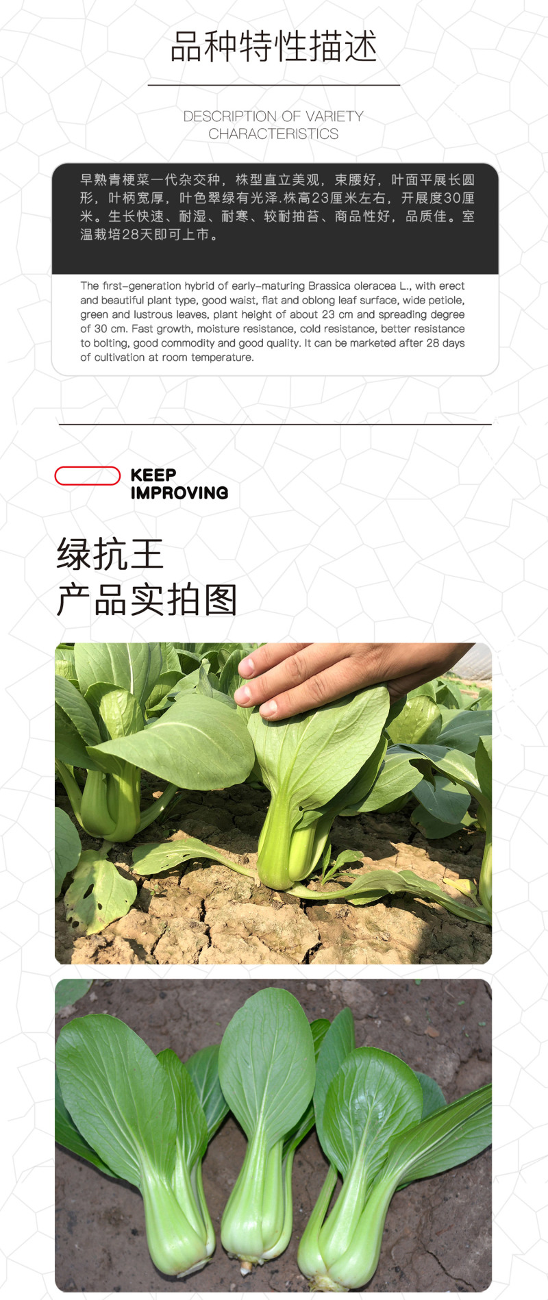 中科茂华蔬菜种子绿抗王杂交青梗菜种子颜色翠绿叶柄宽厚