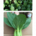 中科茂华蔬菜种子绿抗王杂交青梗菜种子颜色翠绿叶柄宽厚